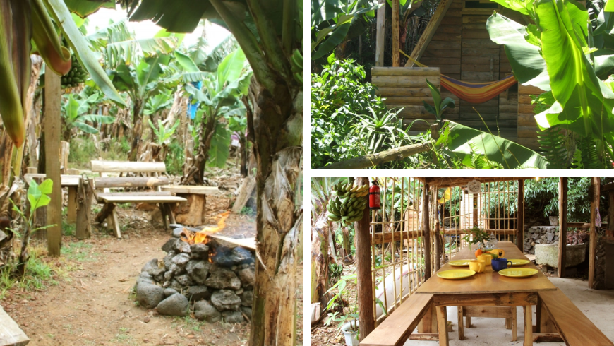 eco-friendly hut in a banana jungle