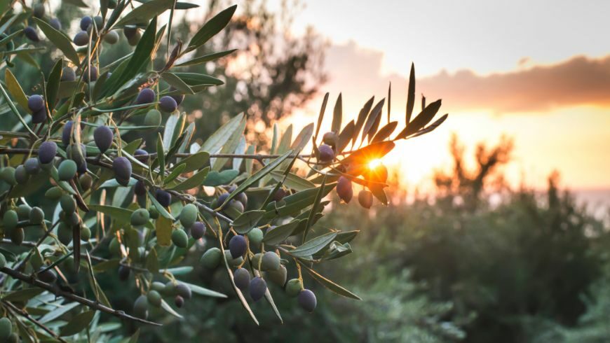 Olive trees in Liguria region, Italy