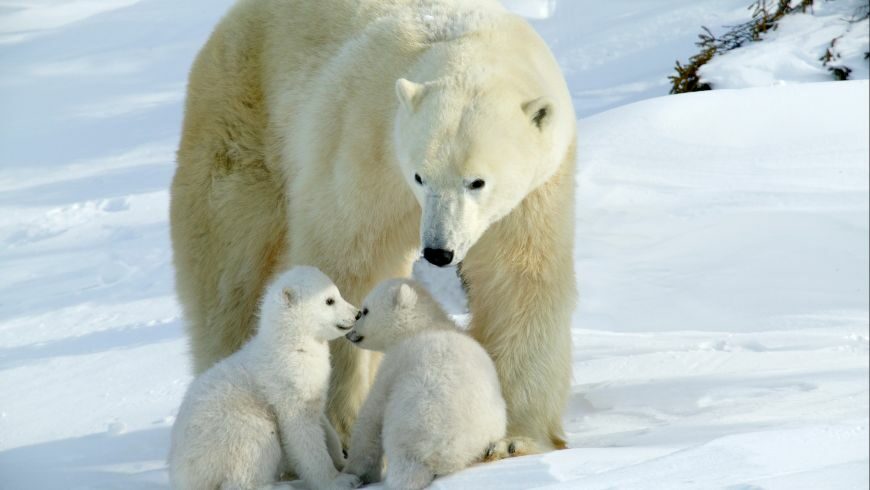 Polar tourism