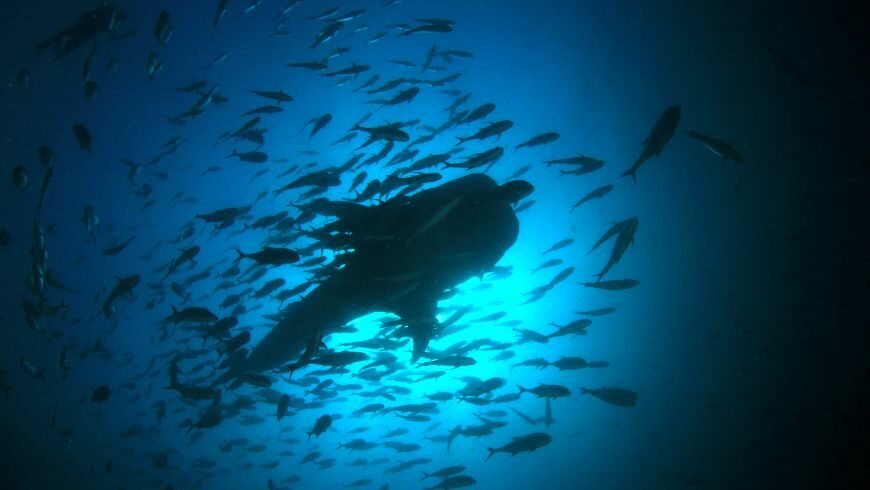 Shark tourism