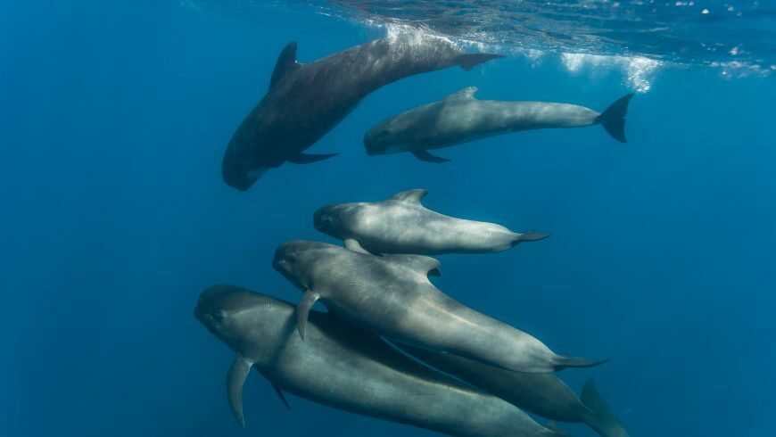 Fin whales return to the Antarctic Waters