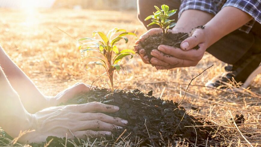 People planting a tree