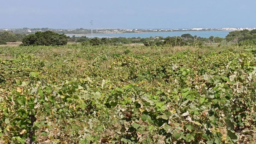 Camí de Ses Vinyes