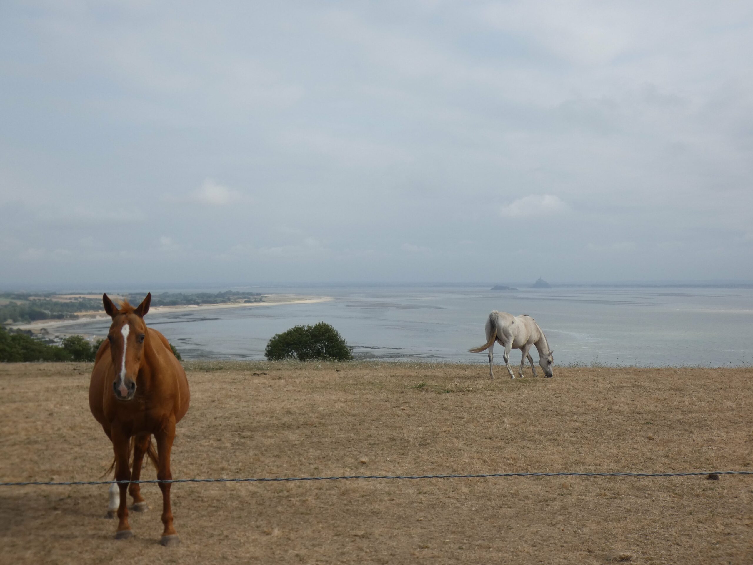 Horses nearby the Cara-Meuh farm