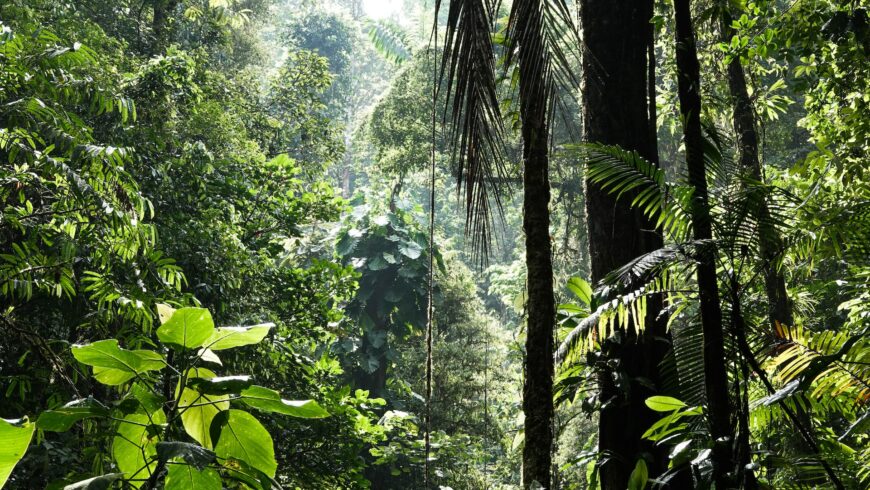 Rainforest in Costa Rica