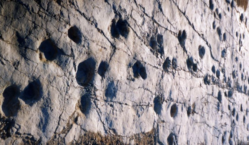 Dinosaur footprints, hidden Altamura 