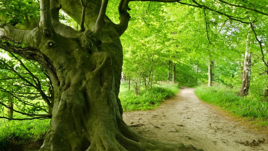 Ancient trees