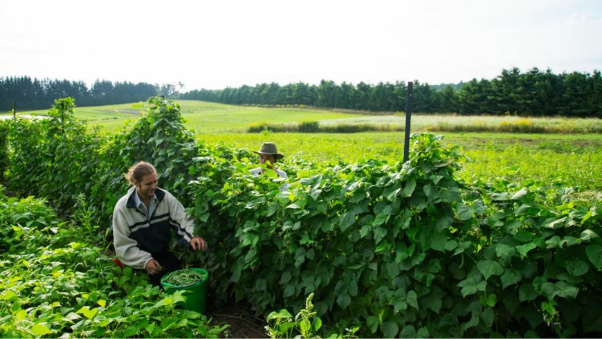 Sustainable agriculture