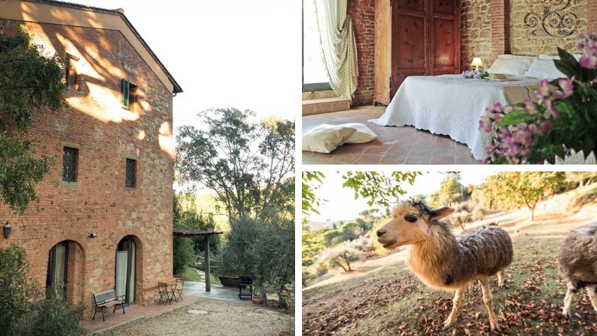 beautiful farmhouse with an alpaca breeding in Pisa