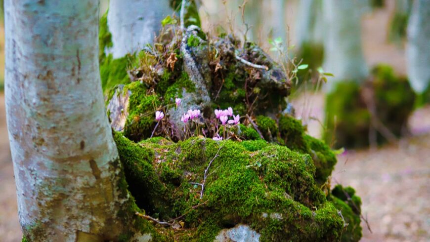 Monti Li Foj: The Enchanted Woods Of Basilicata - Ecobnb