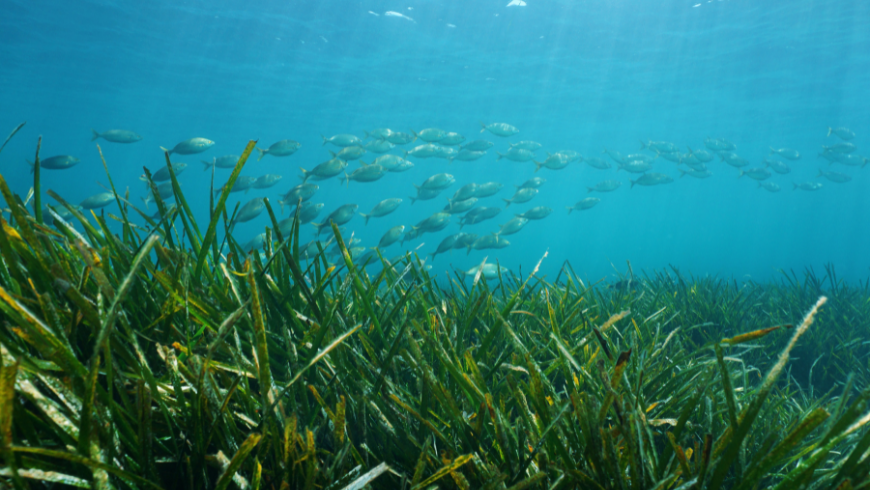 sealife in the area of Capo Caccia and Isola Piana, Posidonia oceanica meadow  and fish