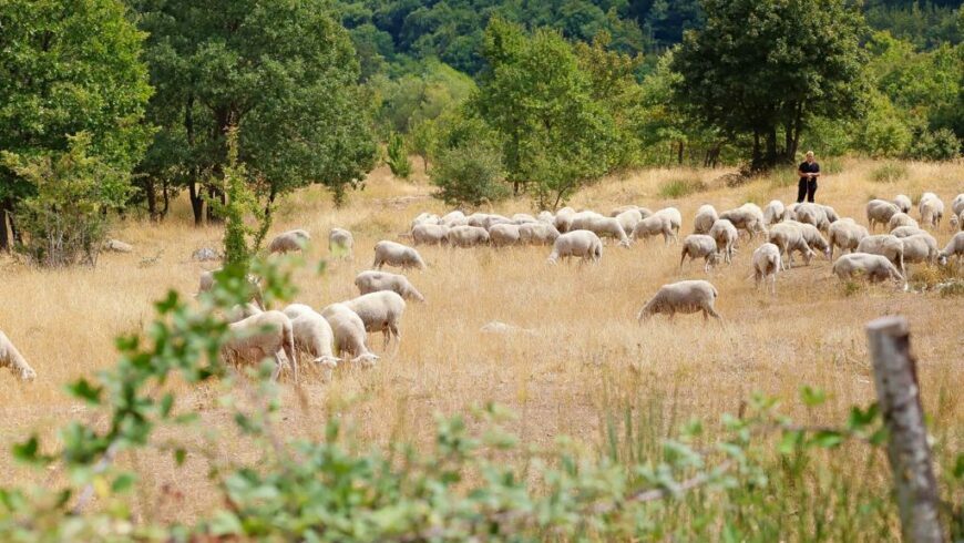 Pasture near the Organic Farm Vignola, in Val d’Agri