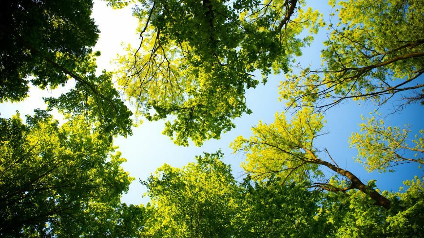 planting trees or growing secular forests to eliminate or prevent greenhouse emissions