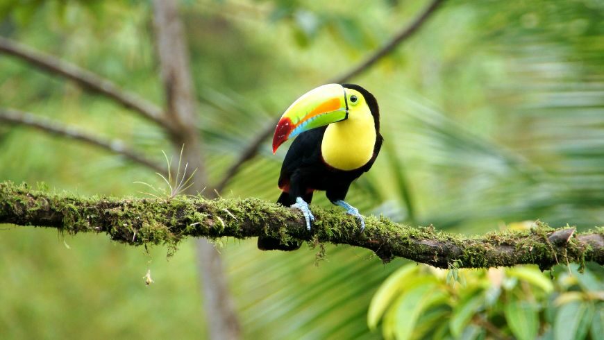 Costa Rica, Rainforest Adventures 