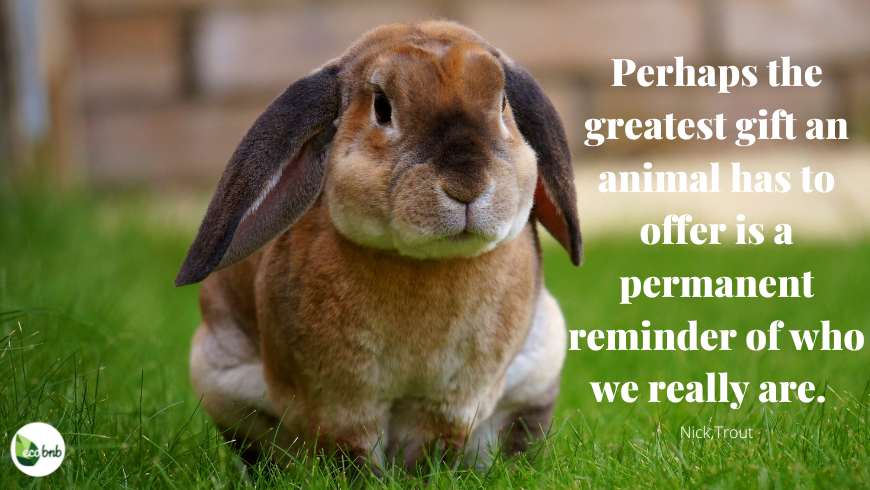 Animals quote permanent reminder