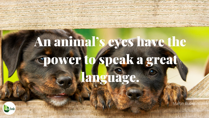 Martin Buber’s quotes on the eyes of animals