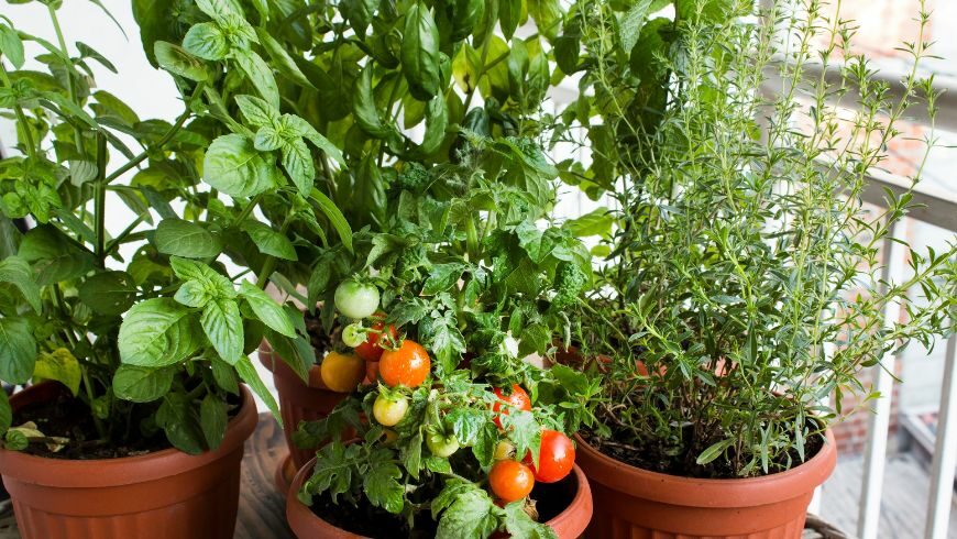 basil next to tomatoes on a balcony