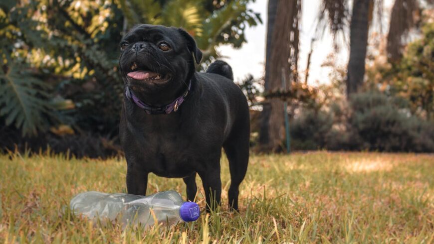 Black pug with a plastic bottle outside.