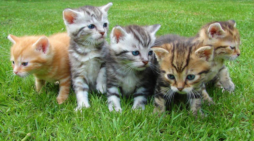 five tabby kittens in green grass