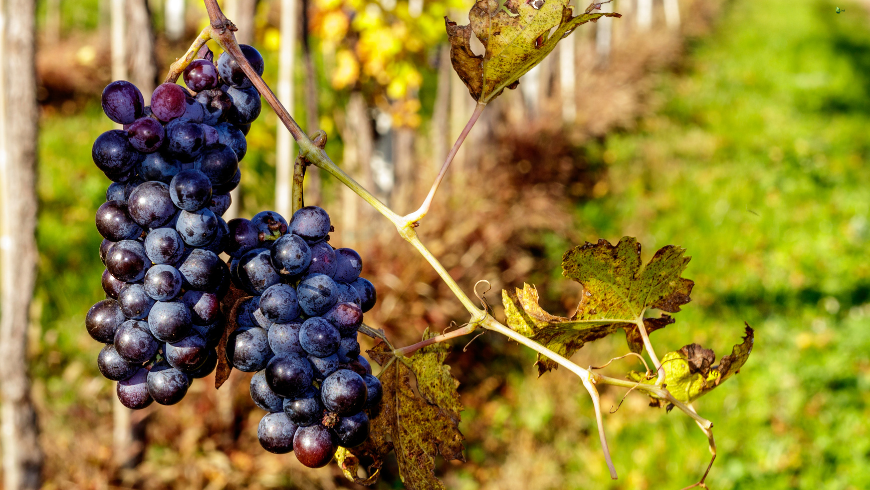 Vineyards 