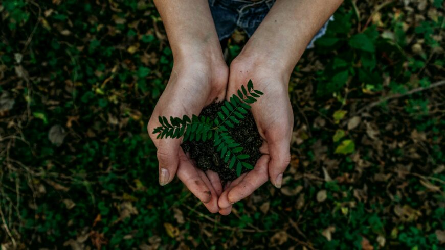 A person carefully holding a plant.