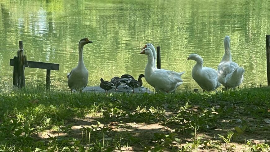 Animals near the lake