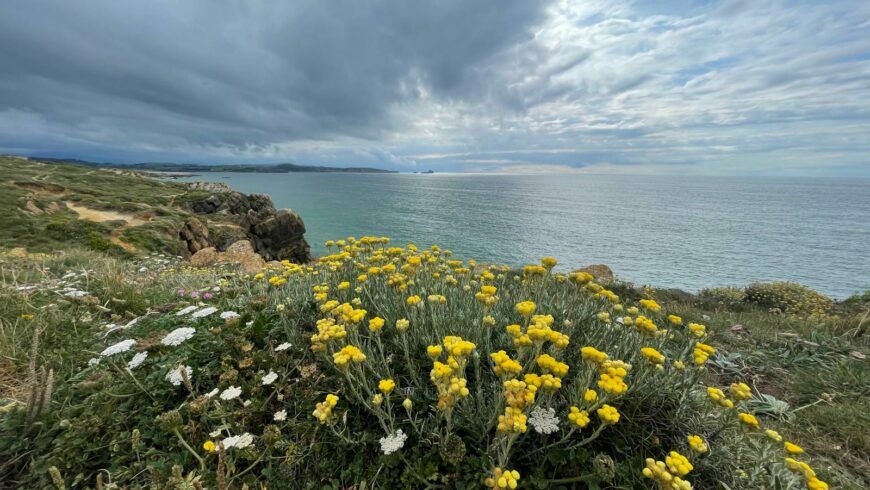 flowers along the path