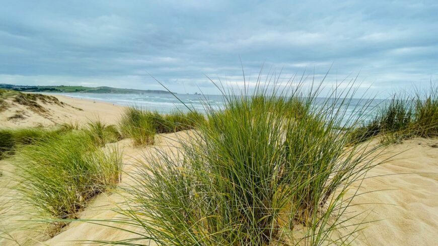 dune and vegetation