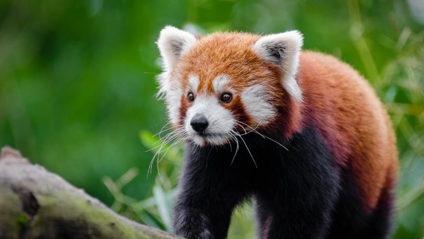 Red panda