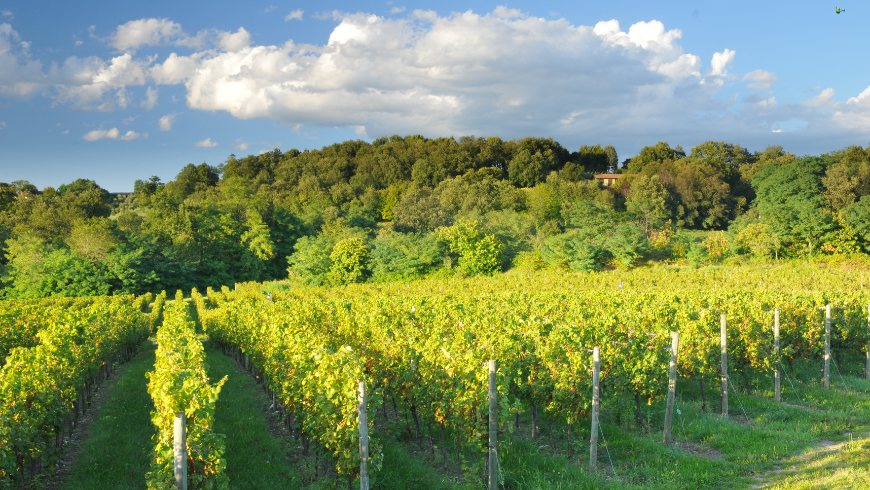 Vineyards in Franciacorta