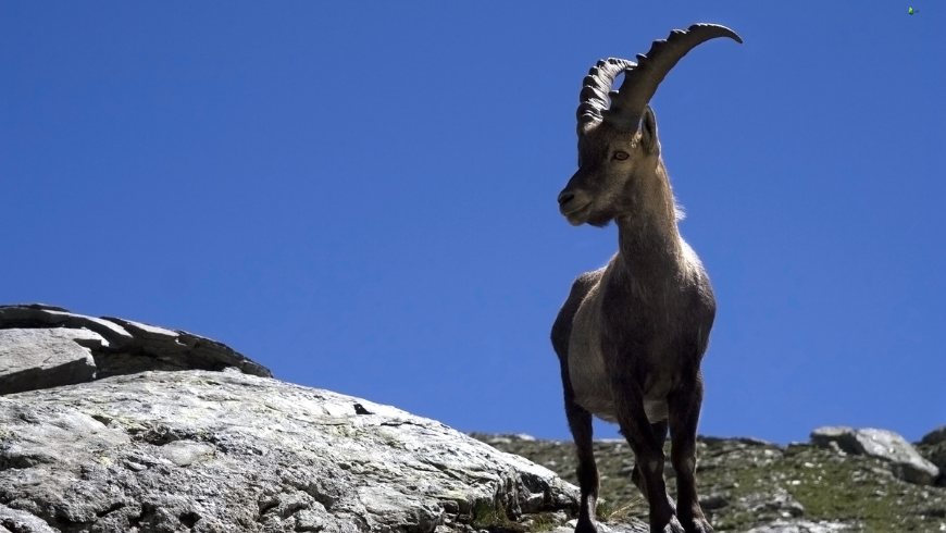 Fauna in Monviso Park