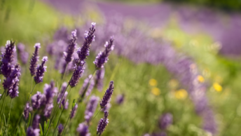 lavanda