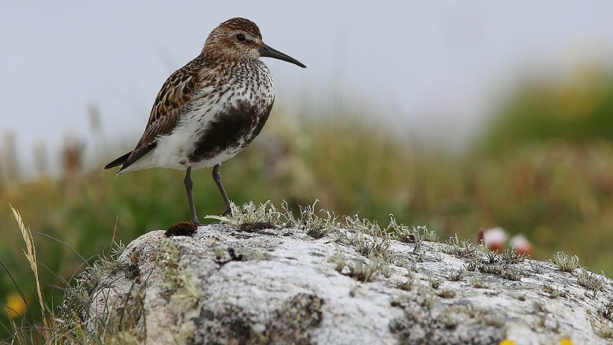 black-bellied plover