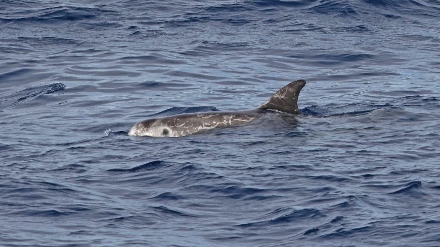 Risso’s Dolphins