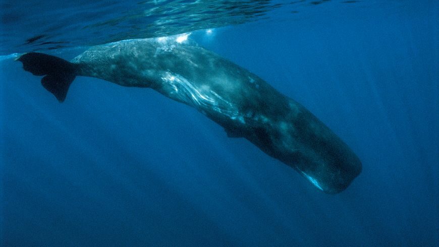 Sperm Whales