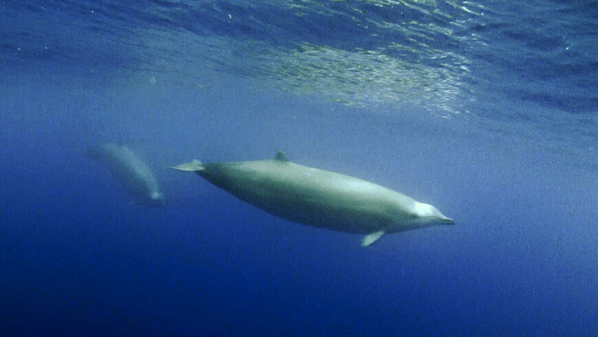 Cuvier’s Beaked Whales