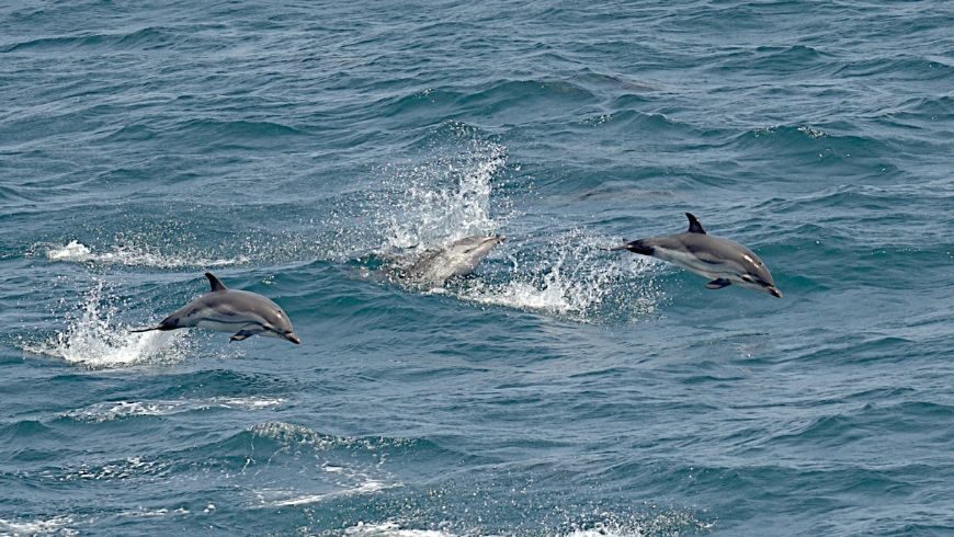 Striped Dolphins