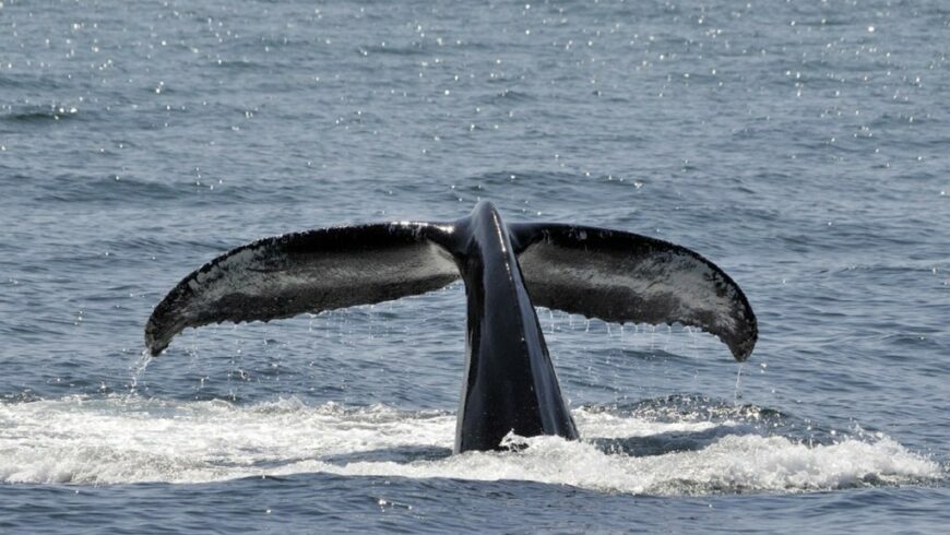 Fin Whales