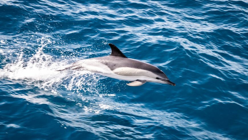 common dolphin