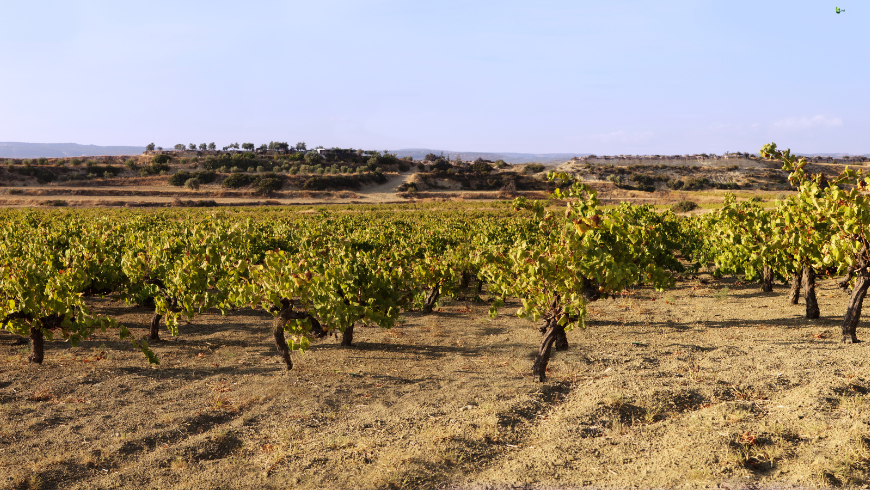 Vineyard in Cyprus