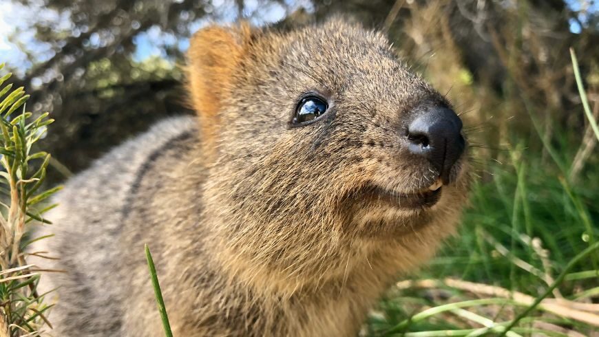 Quokka, natural park, western australia