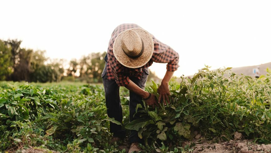 Farmer