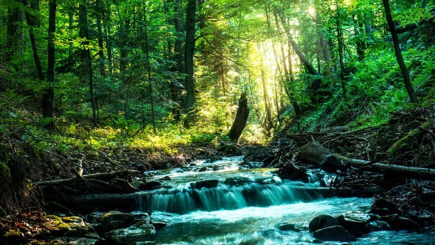 River flowing, rainforest