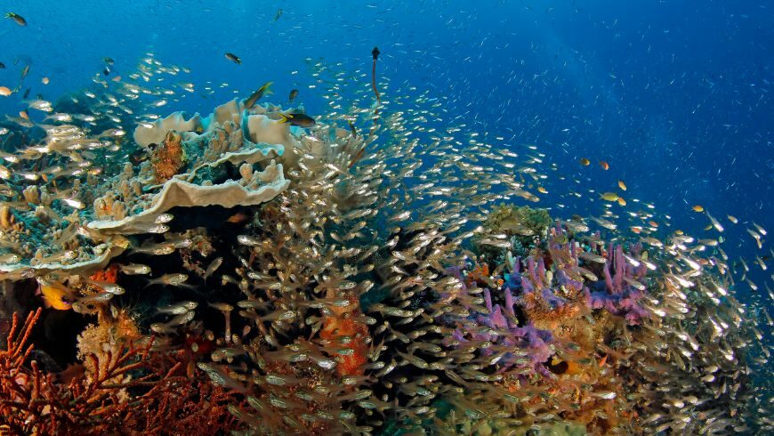 coral reefs of Raja Ampat