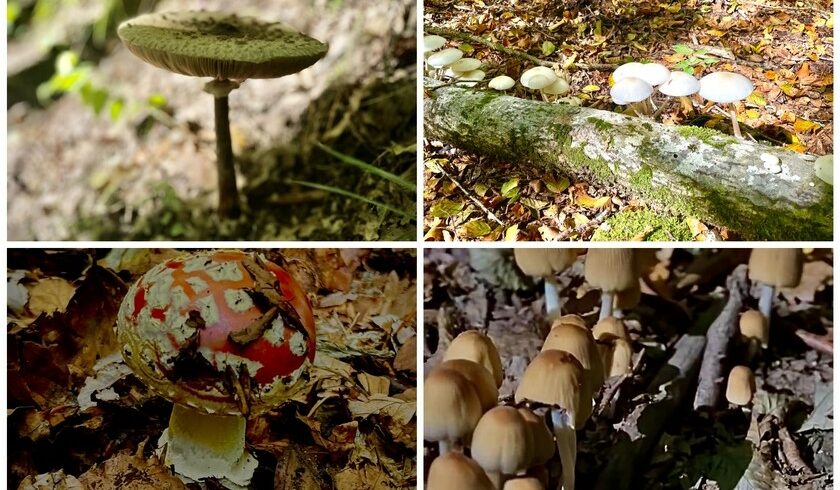 mushrooms in pollino natural park