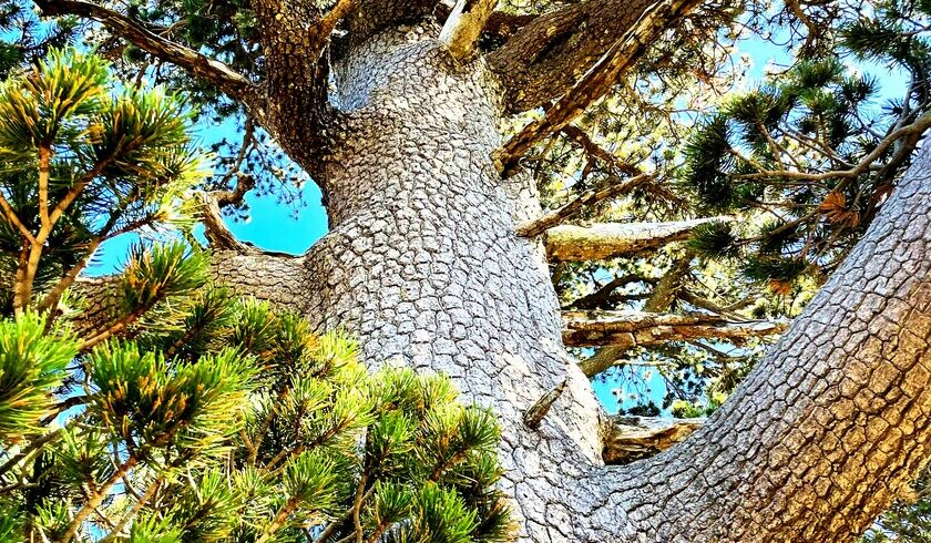 The Loricate Pine of Pollino National Park