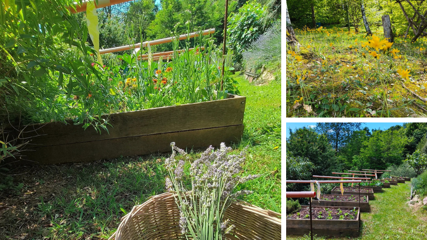 The vegetable garden 