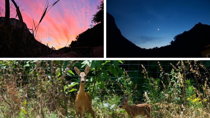 Animals in nature and the sky in the evening 