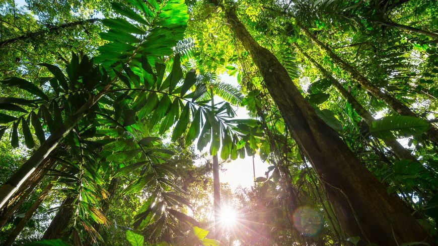 Costa Rica’s reforestation