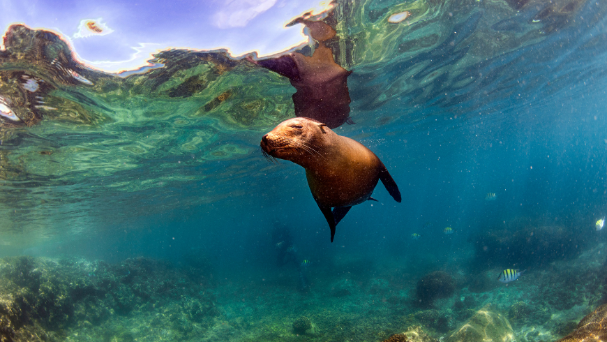 sea lion underwater in Galapagos